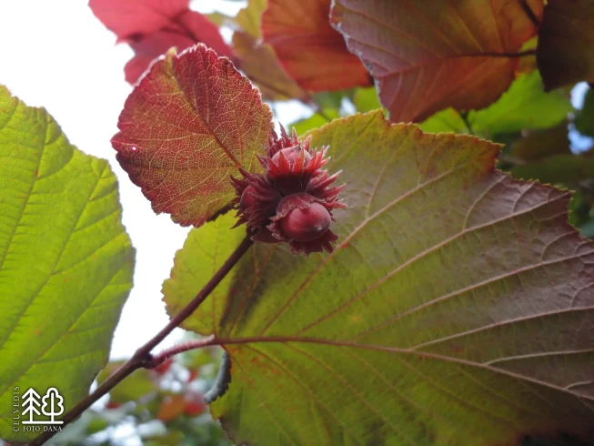 Corylus avellana   'Syrena'